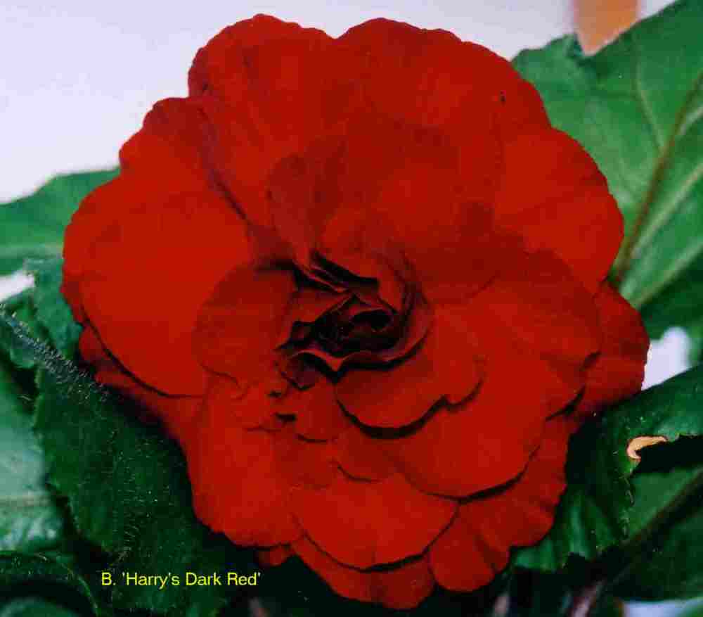 B. ‘Harry's Dark Red’